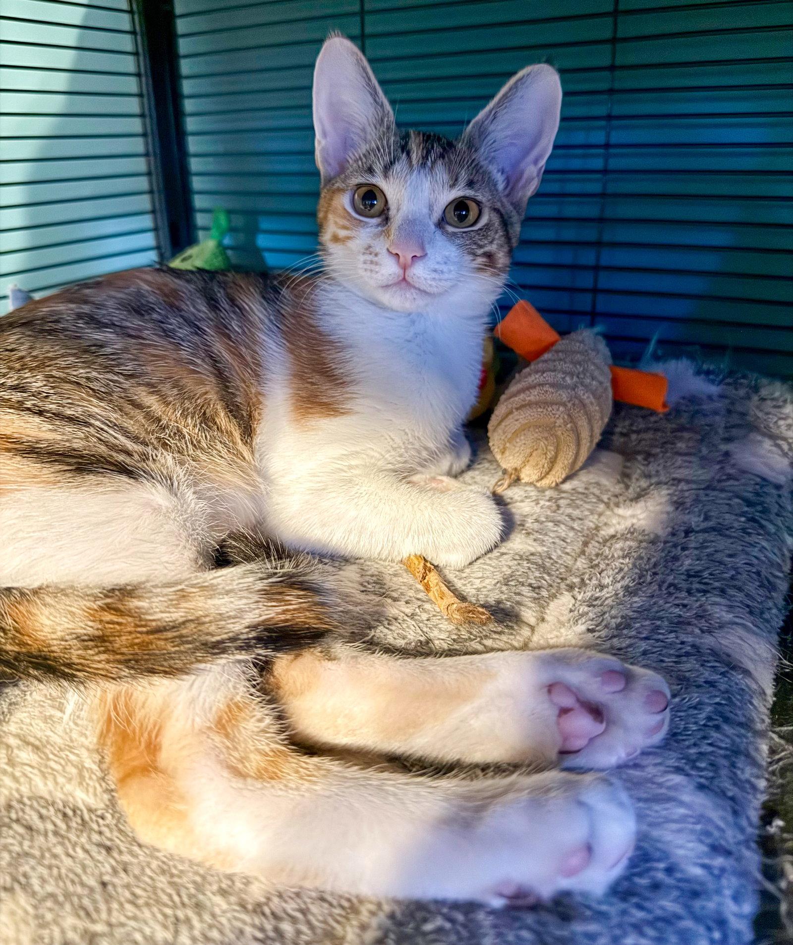 Litten, Adoptable, Kitten Female Calico & Tabby.