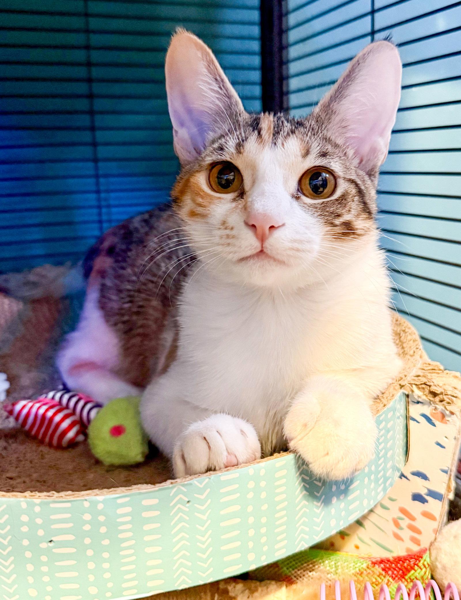 Litten, a Adoptable mixed breed in Lighthouse Point, FL image 2/3