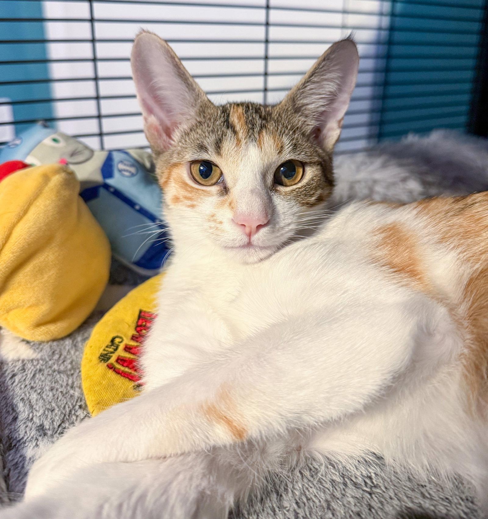 Litten, a Adoptable mixed breed in Lighthouse Point, FL image 3/3