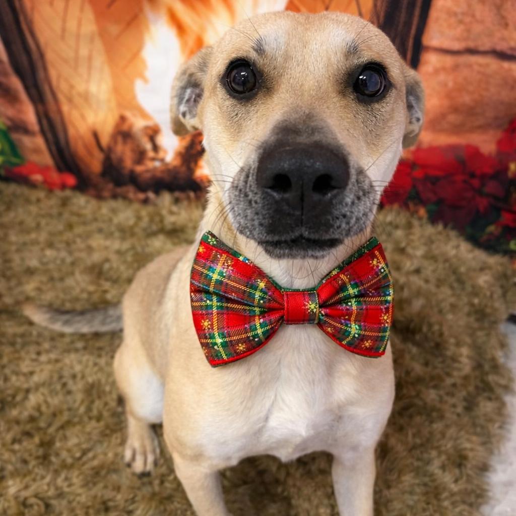 Antonio, a Adoptable mixed breed in Binghamton, NY image 1/4