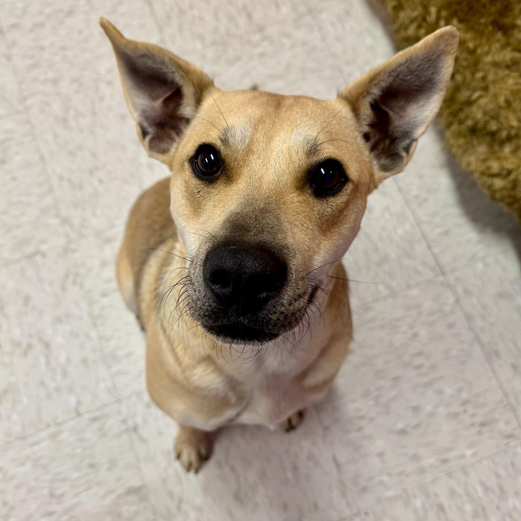 Antonio, a Adoptable mixed breed in Binghamton, NY image 3/4