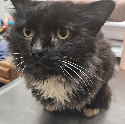 Enlarge Thistle, a Adoptable mixed breed in Pendleton, OR image 1/1