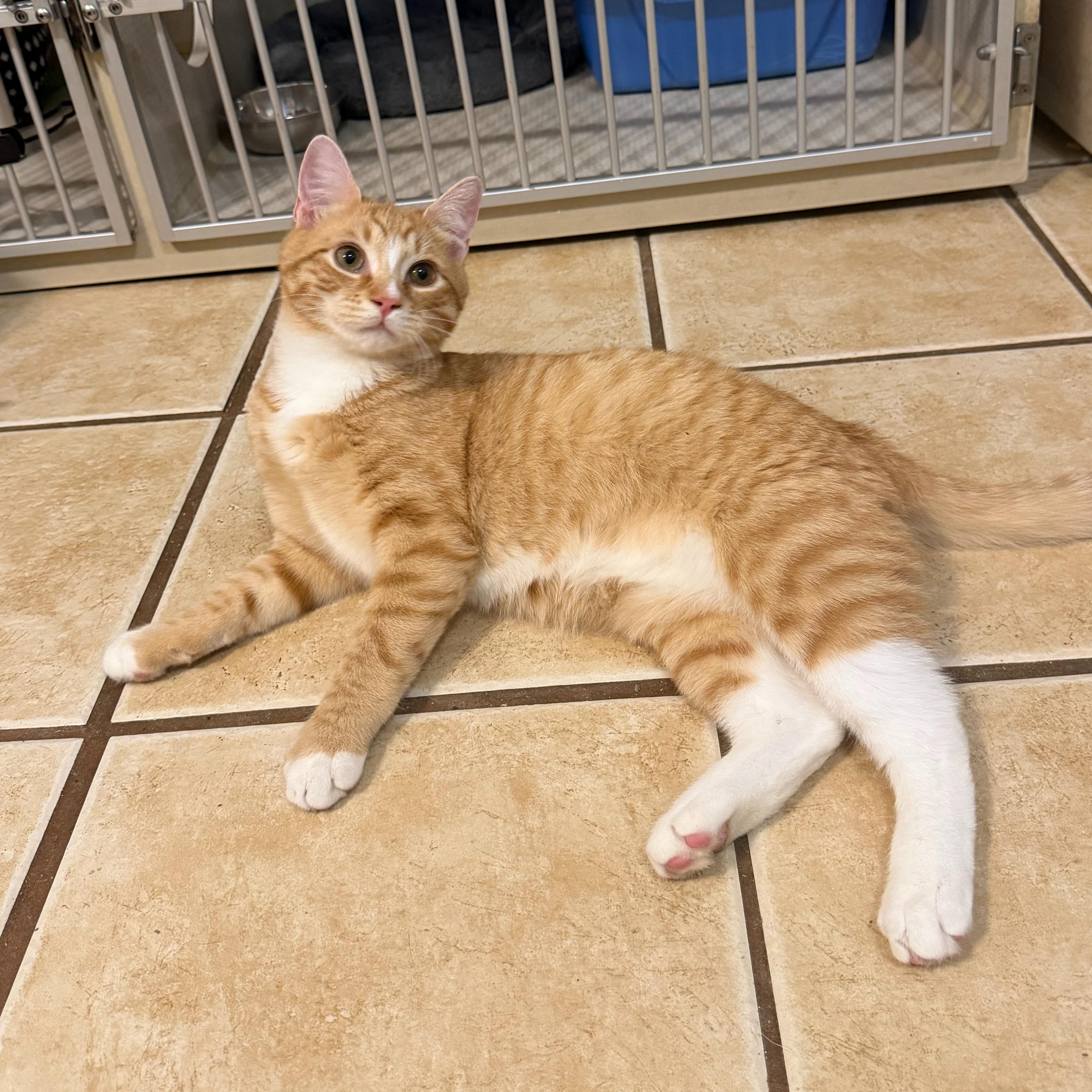 Enlarge WILFRED, a Adoptable Domestic Short Hair in Hamilton, NJ image 2/5