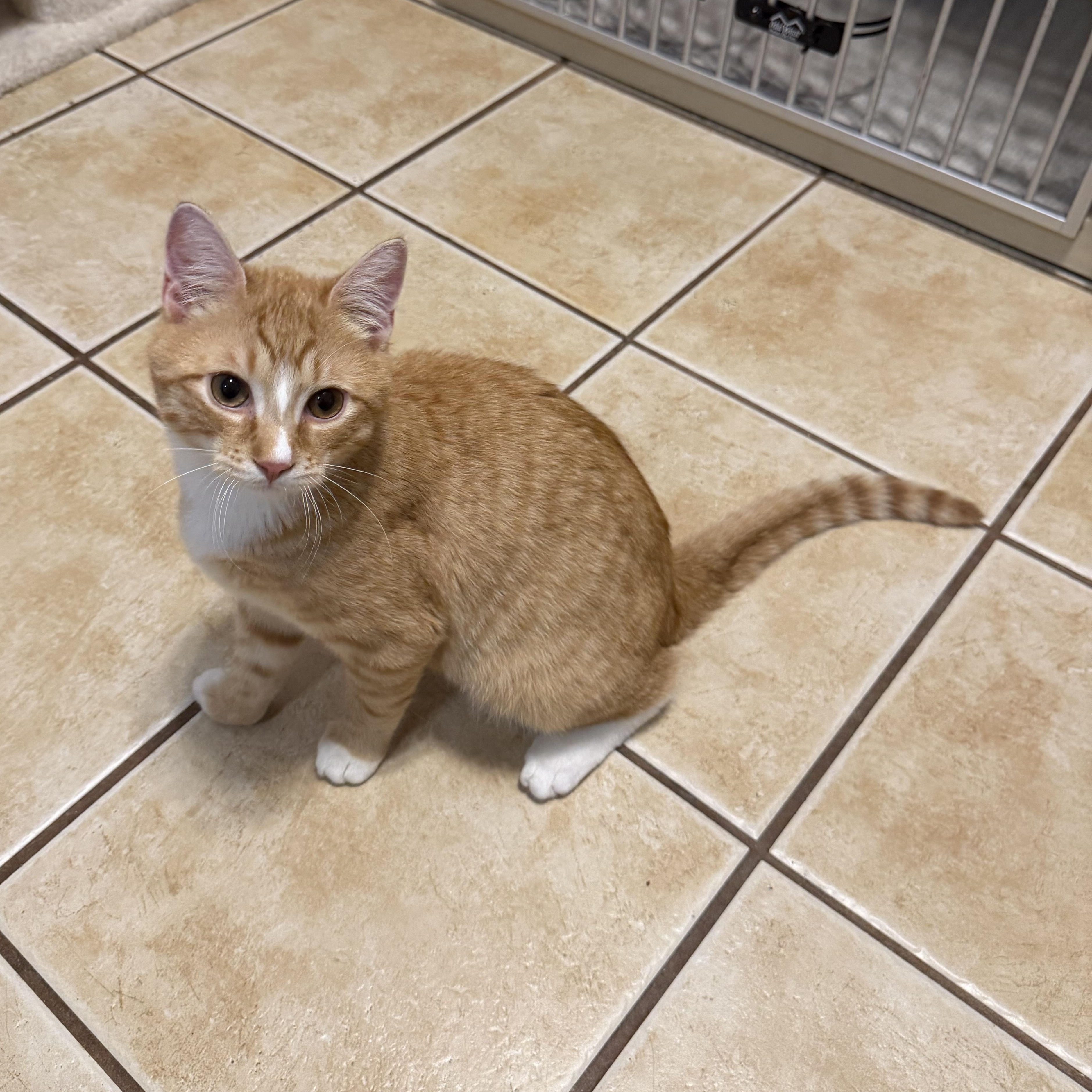 Enlarge WILFRED, a Adoptable Domestic Short Hair in Hamilton, NJ image 4/5