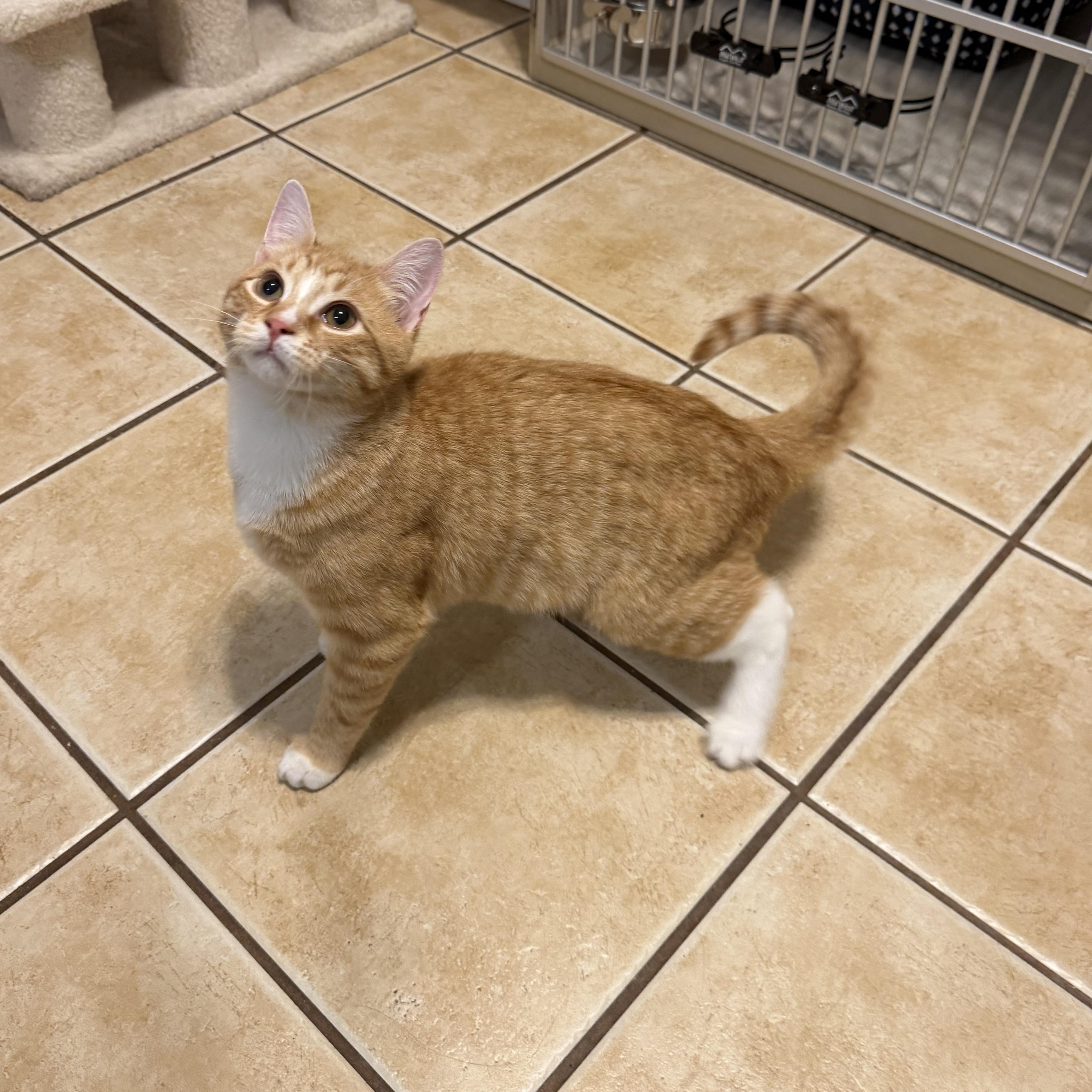 Enlarge WILFRED, a Adoptable Domestic Short Hair in Hamilton, NJ image 1/5