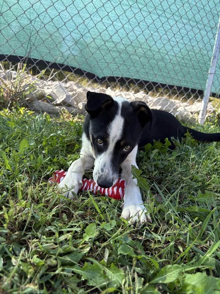 Atticus, Adoptable, Young Female Australian Shepherd.