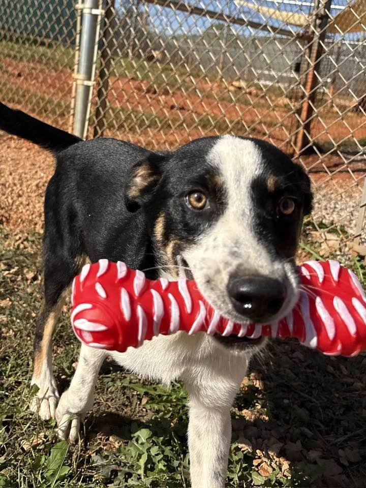 Atticus, a Adoptable mixed breed in Munfordville, KY image 2/3