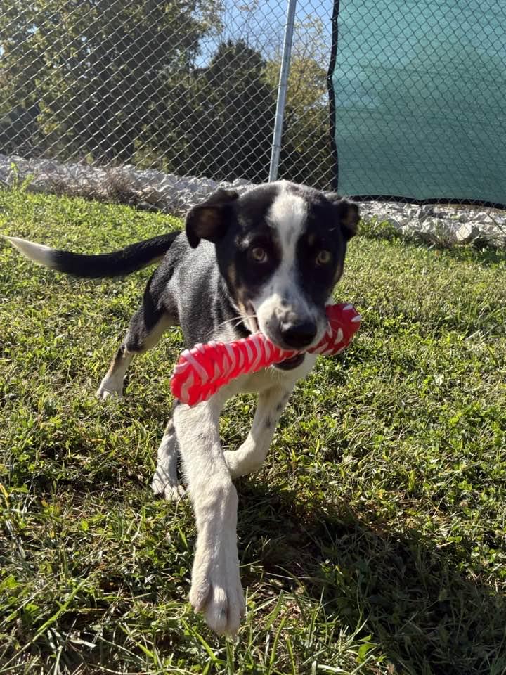 Atticus, a Adoptable mixed breed in Munfordville, KY image 3/3
