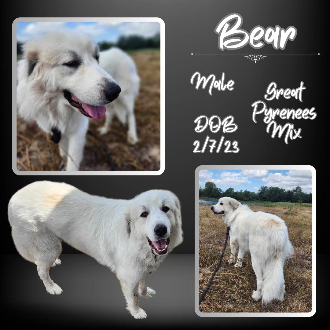 Dog for adoption Bear, a Great Pyrenees in Downers Grove, IL Petfinder