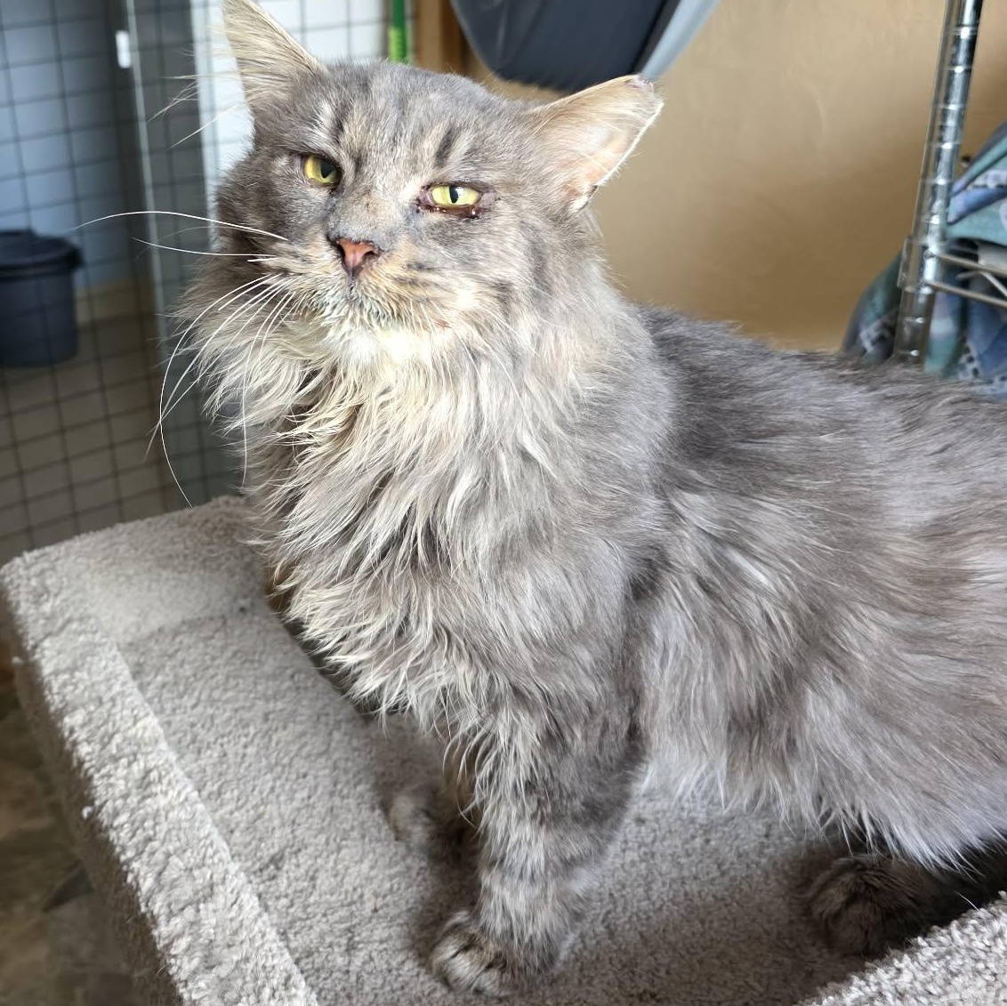 Enlarge Siddhartha (FIV+), a ADOPTABLE mixed breed in Shippenville, PA image 1/4