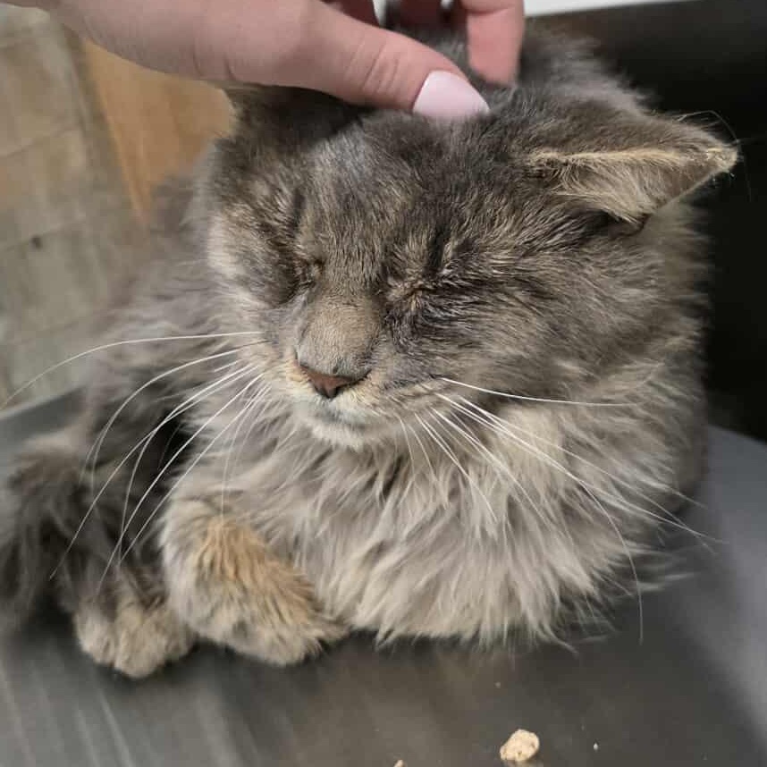 Enlarge Siddhartha (FIV+), a ADOPTABLE mixed breed in Shippenville, PA image 2/4