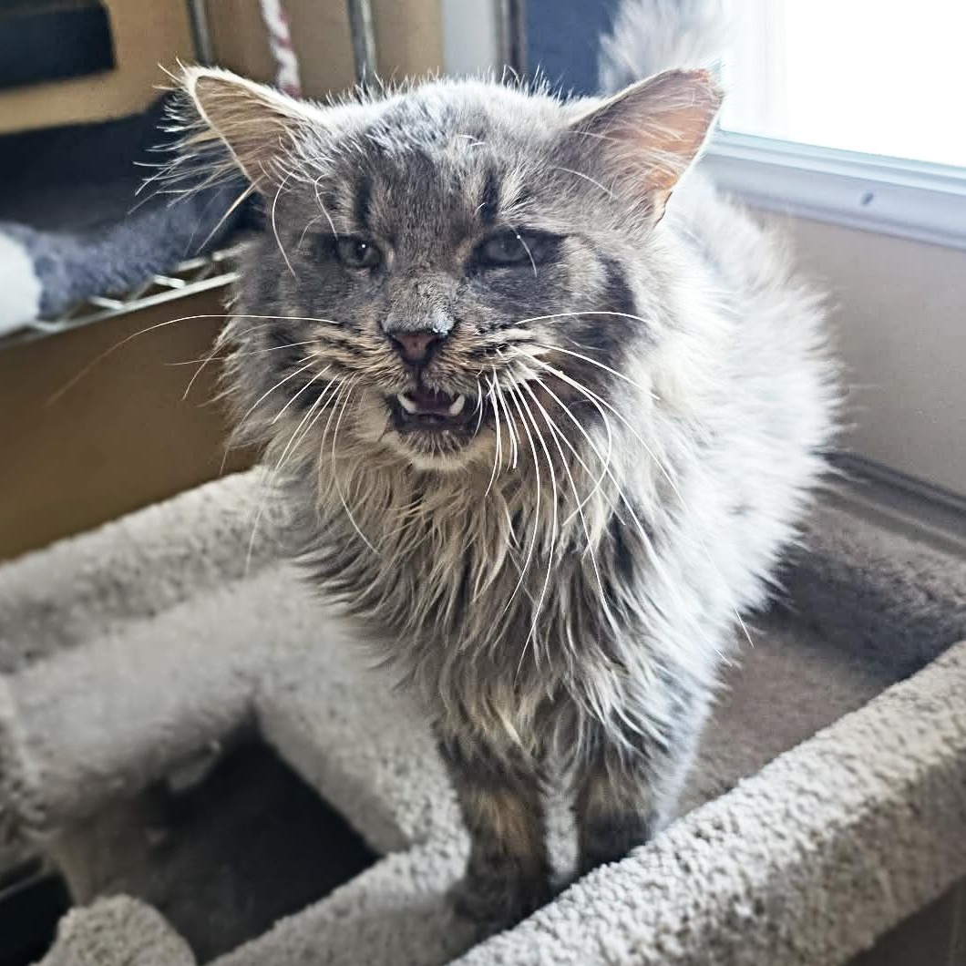 Enlarge Siddhartha (FIV+), a ADOPTABLE mixed breed in Shippenville, PA image 3/4