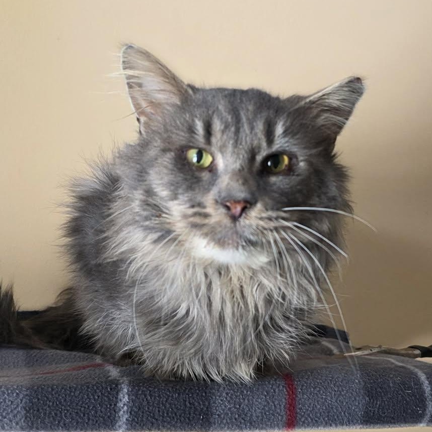 Enlarge Siddhartha (FIV+), an adopted mixed breed in Shippenville, PA image 1/4