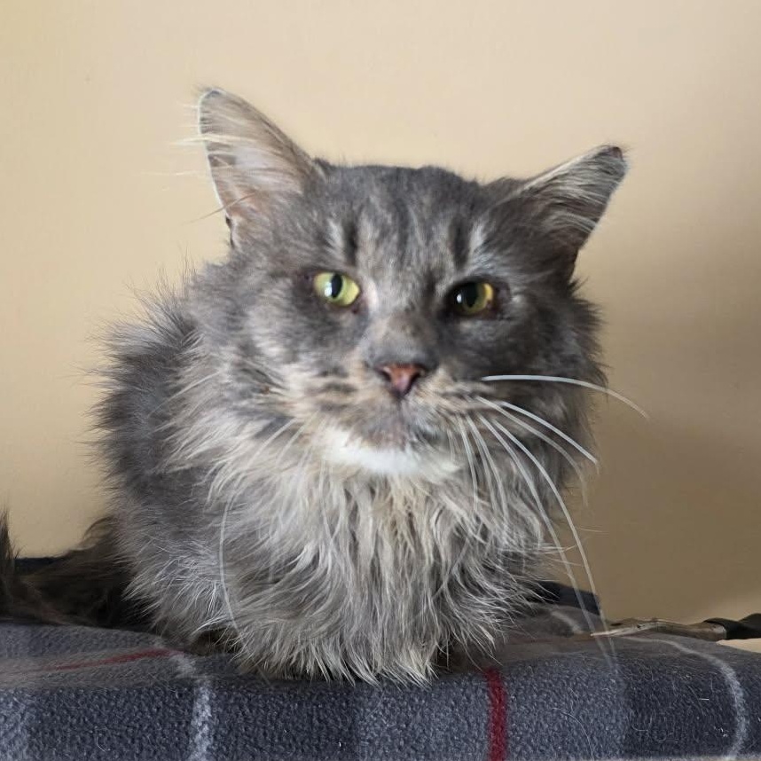 Enlarge Siddhartha (FIV+), a ADOPTABLE mixed breed in Shippenville, PA image 4/4