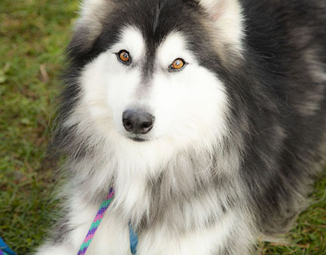 Adonis, Adoptable, Senior Male Siberian Husky & Husky.
