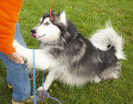 Adonis, a Adoptable mixed breed in Harvard, IL image 3/6