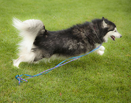 Adonis, a Adoptable mixed breed in Harvard, IL image 4/6