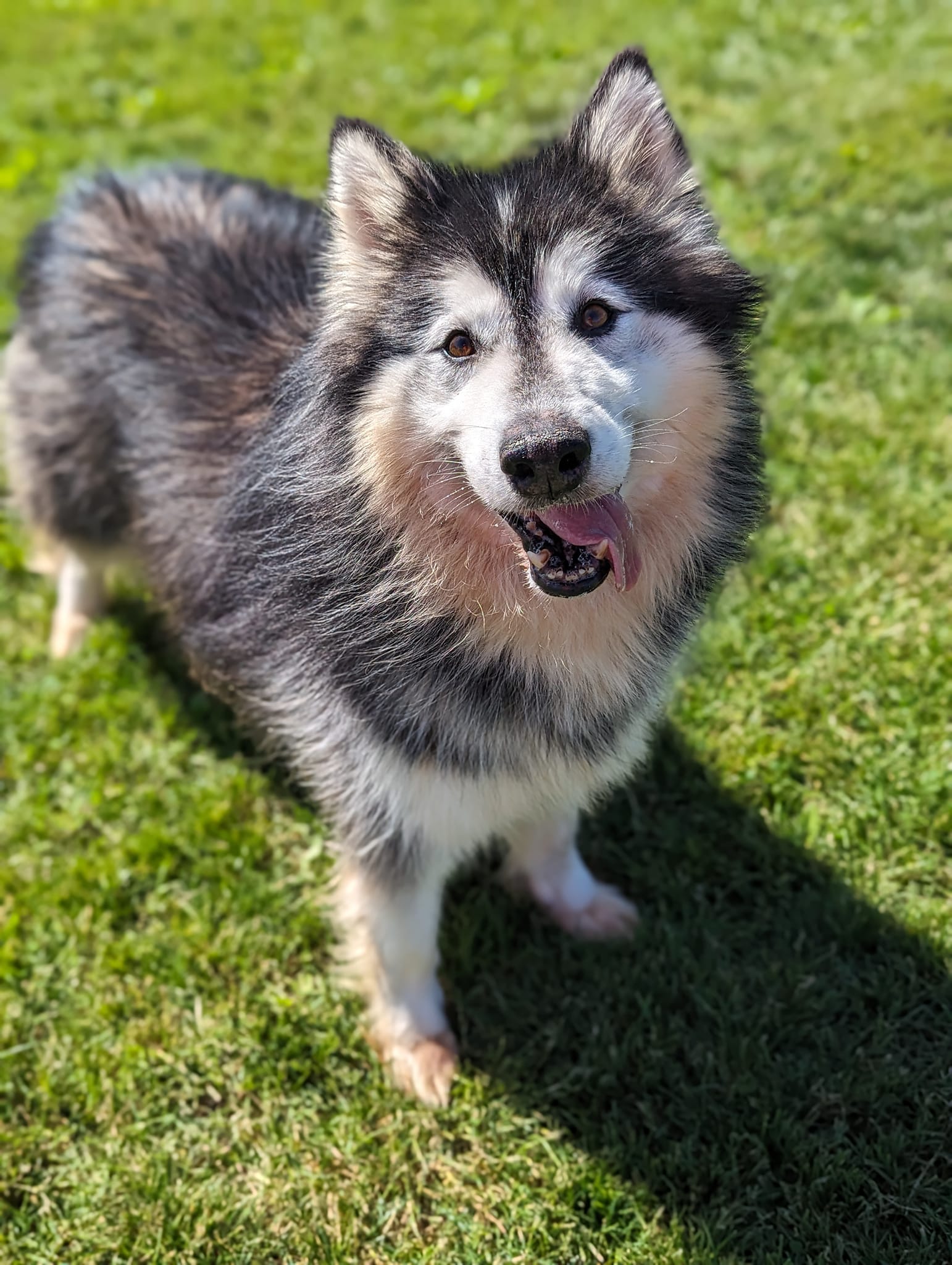 Adonis, a Adoptable mixed breed in Harvard, IL image 6/6