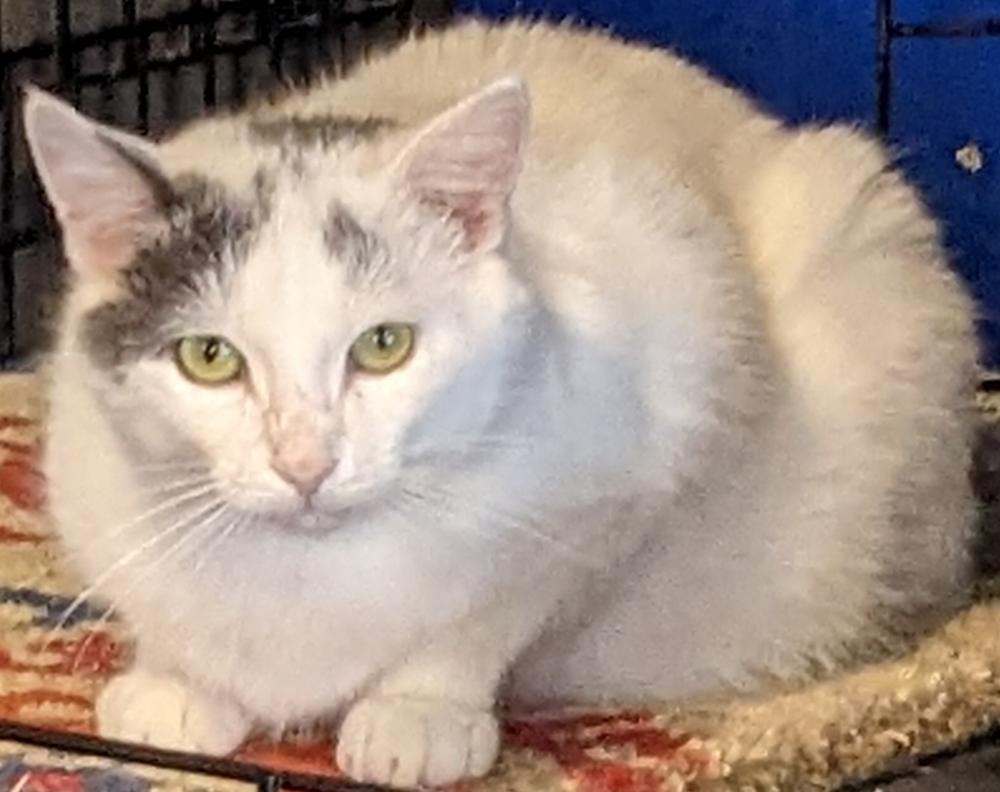 Barney, ADOPTABLE, Adult Male American Shorthair.