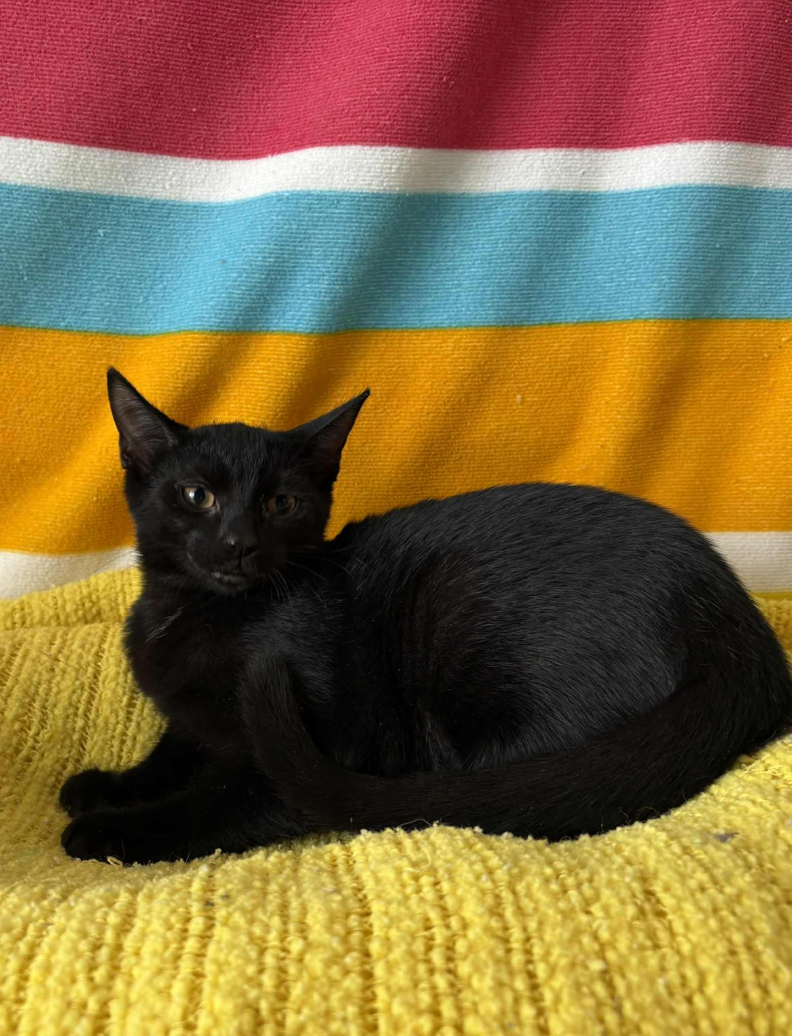 Carrie, Adoptable, Young Female American Shorthair.