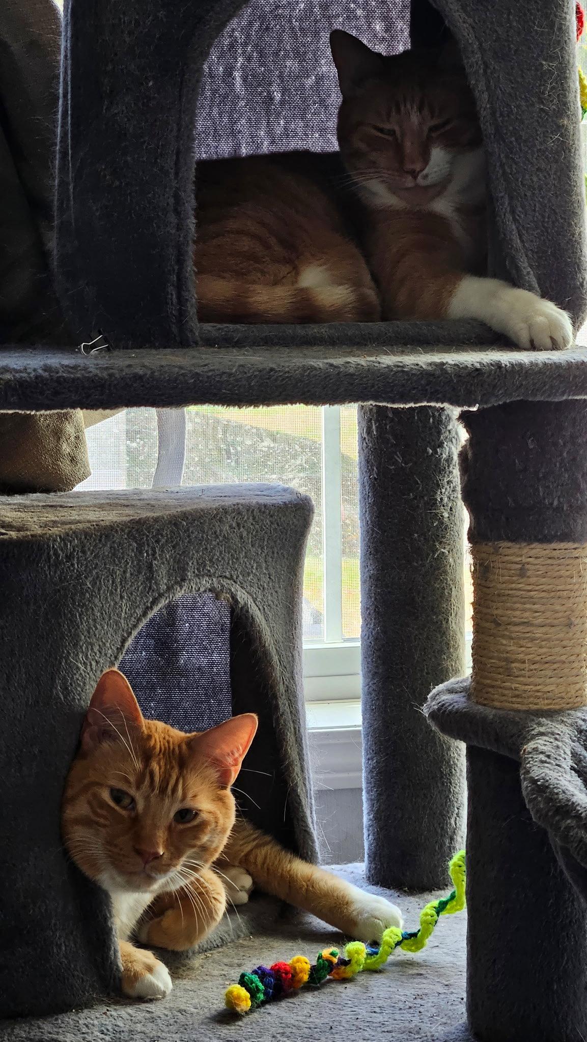 Enlarge Pumpkin, a Adoptable Domestic Short Hair in East Derry, NH image 1/2