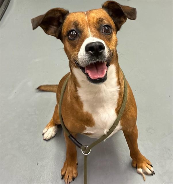 Tadpole, ADOPTABLE, Adult Female Pit Bull Terrier.