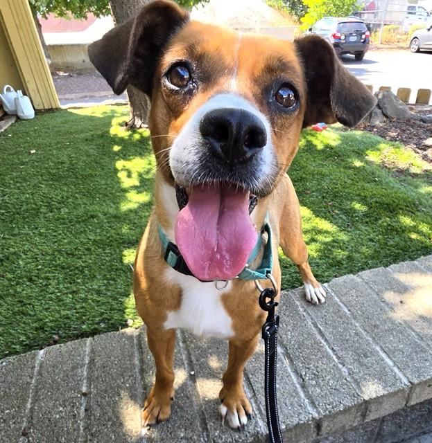 Tadpole, a ADOPTABLE mixed breed in Phoenix, OR image 2/3