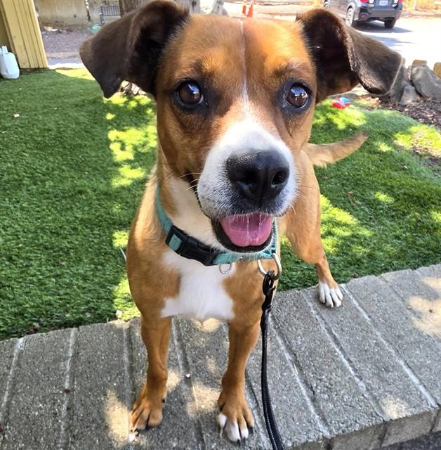 Tadpole, ADOPTABLE, Adult Female Pit Bull Terrier.