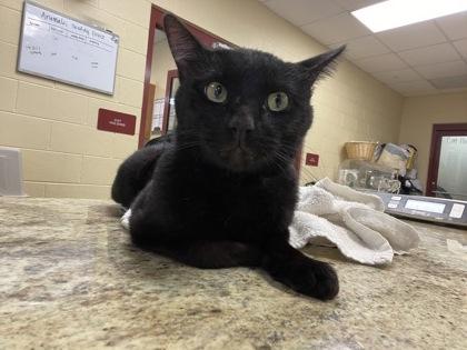 Binx, Adoptable, Adult Male Domestic Short Hair & Domestic Short Hair.