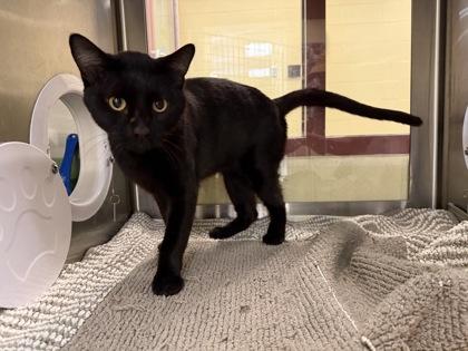 Enlarge Binx, a Adoptable Domestic Short Hair in Independence, MO image 2/2