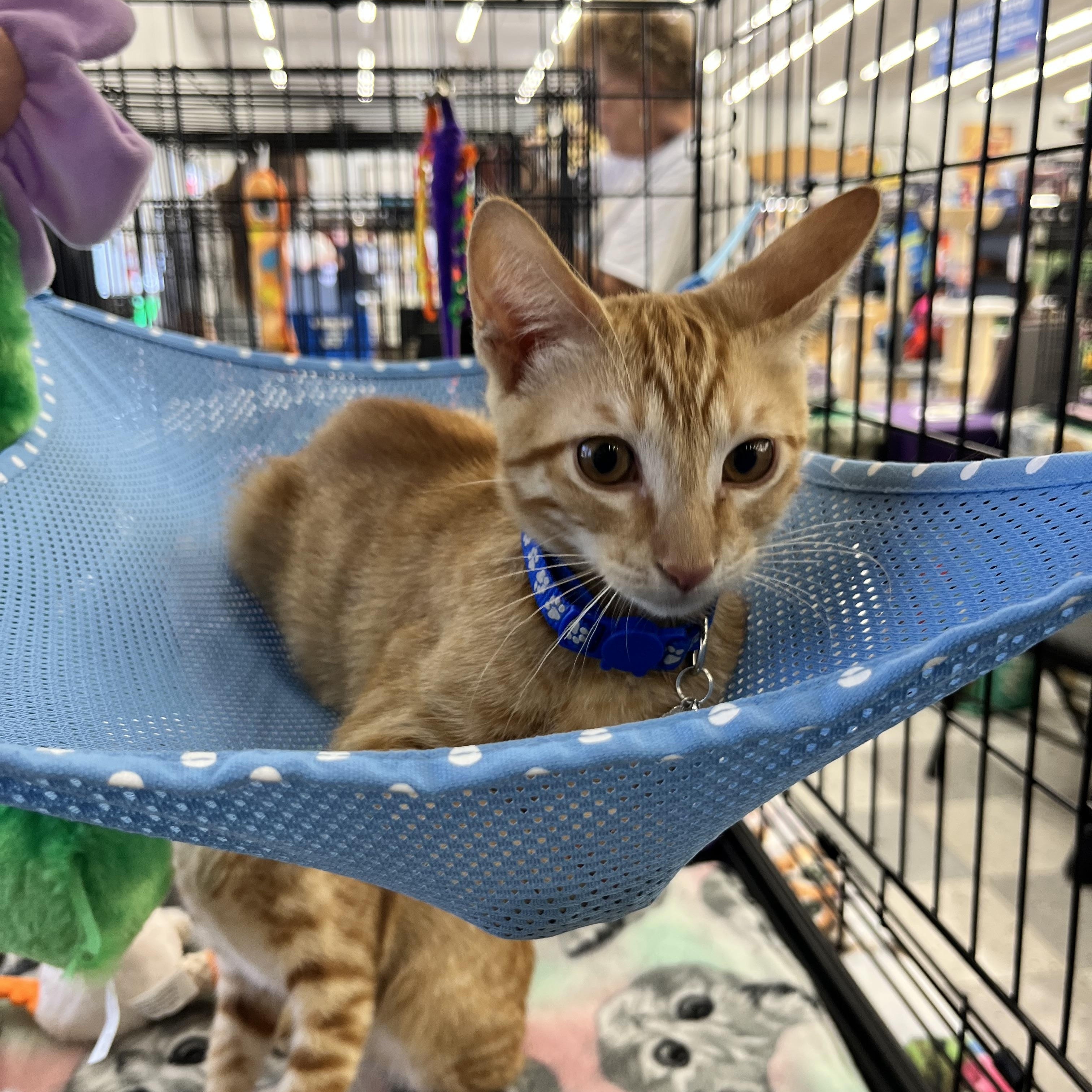 Enlarge Derrick M., a ADOPTABLE Domestic Short Hair in Sacramento, CA image 1/1