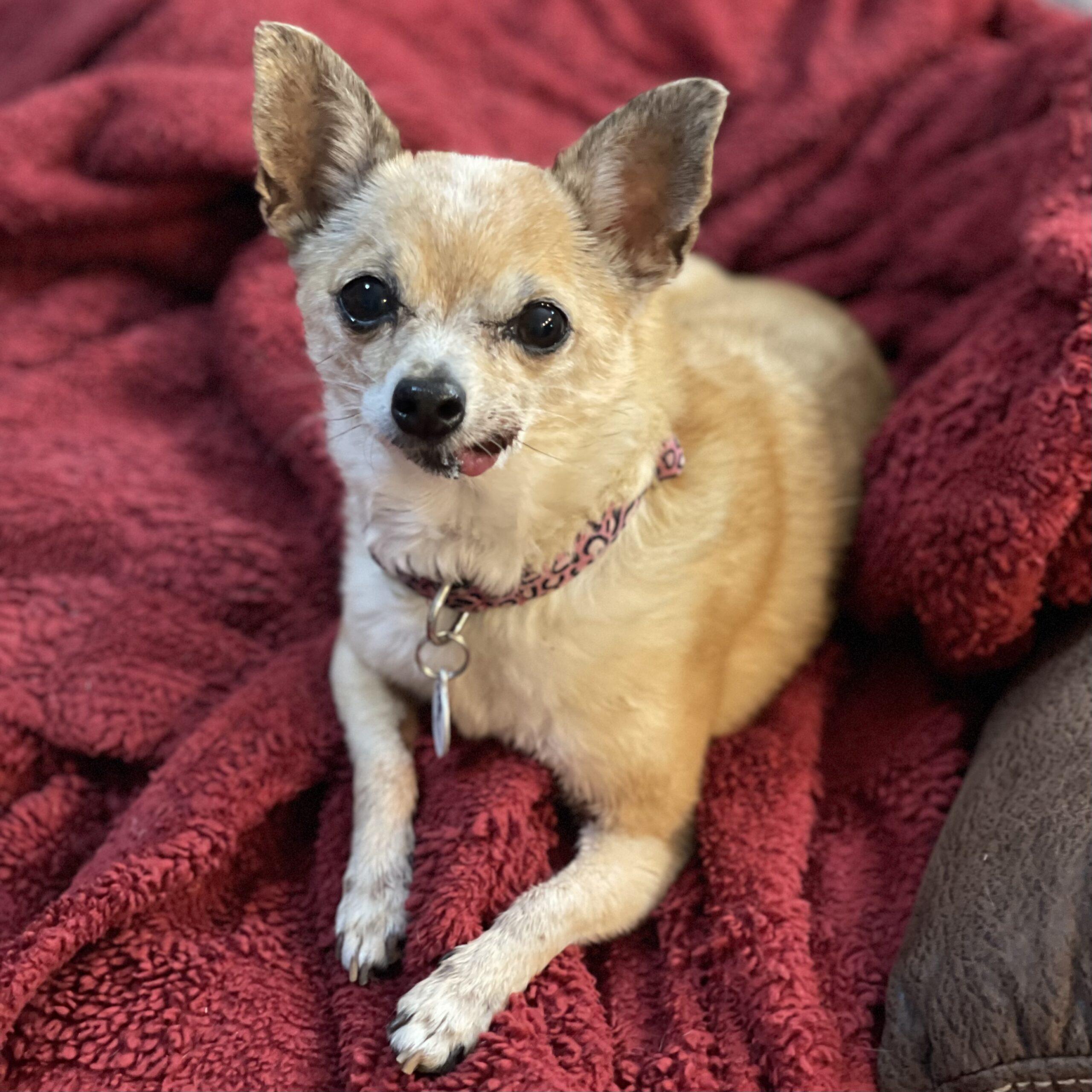 Little bit, ADOPTABLE, Senior Female Chihuahua.