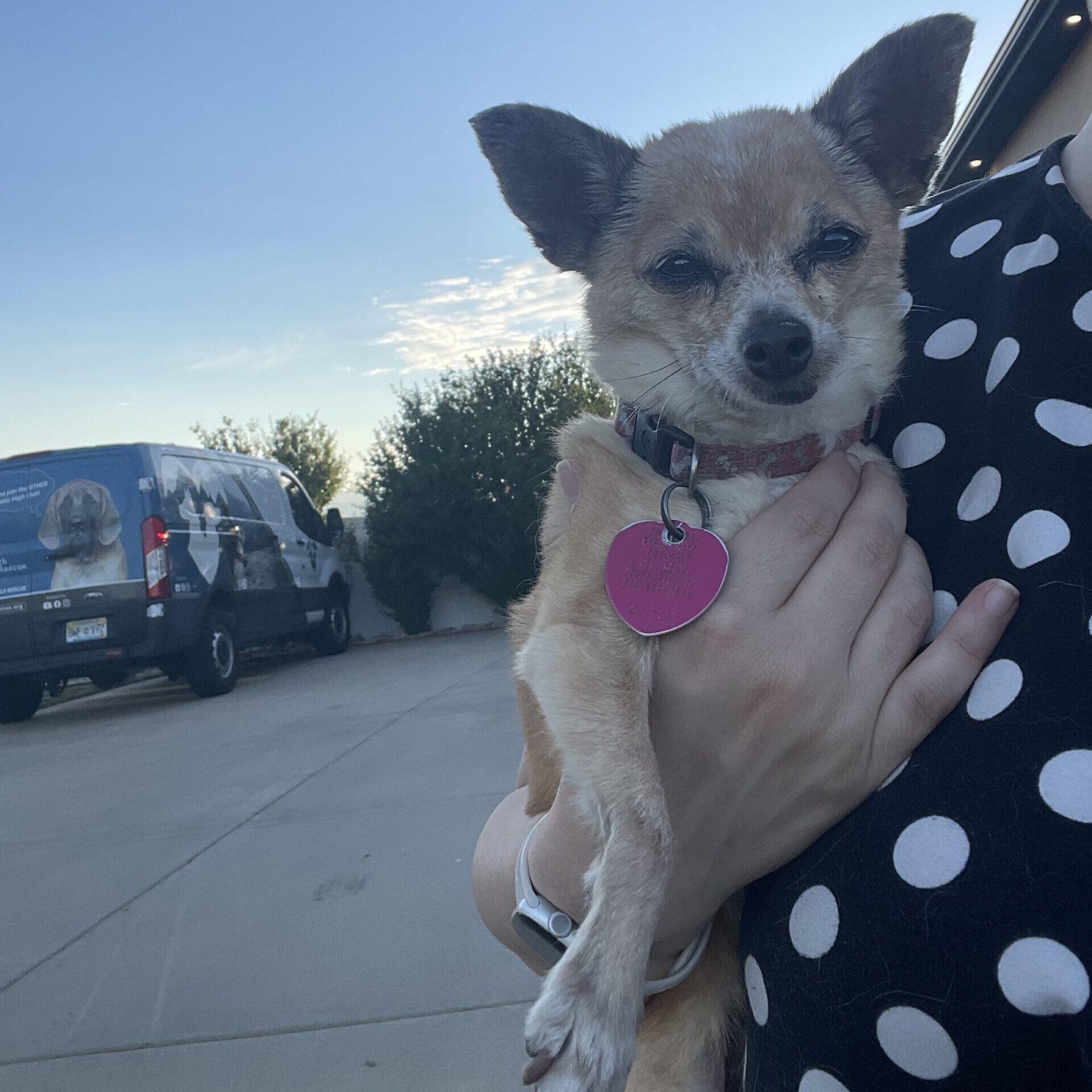 Little bit, a ADOPTABLE mixed breed in Mead, CO image 3/6