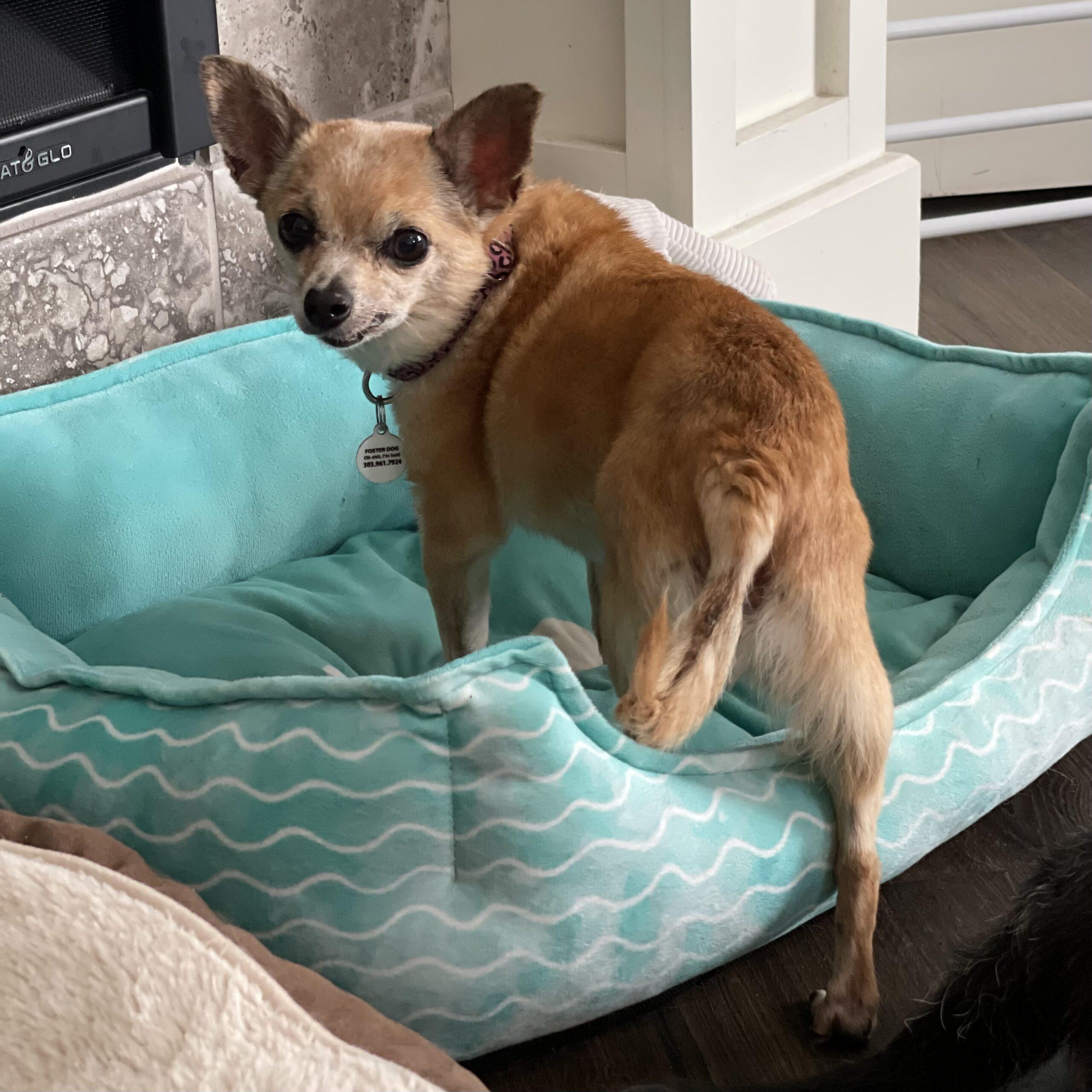 Little bit, a ADOPTABLE mixed breed in Mead, CO image 5/6