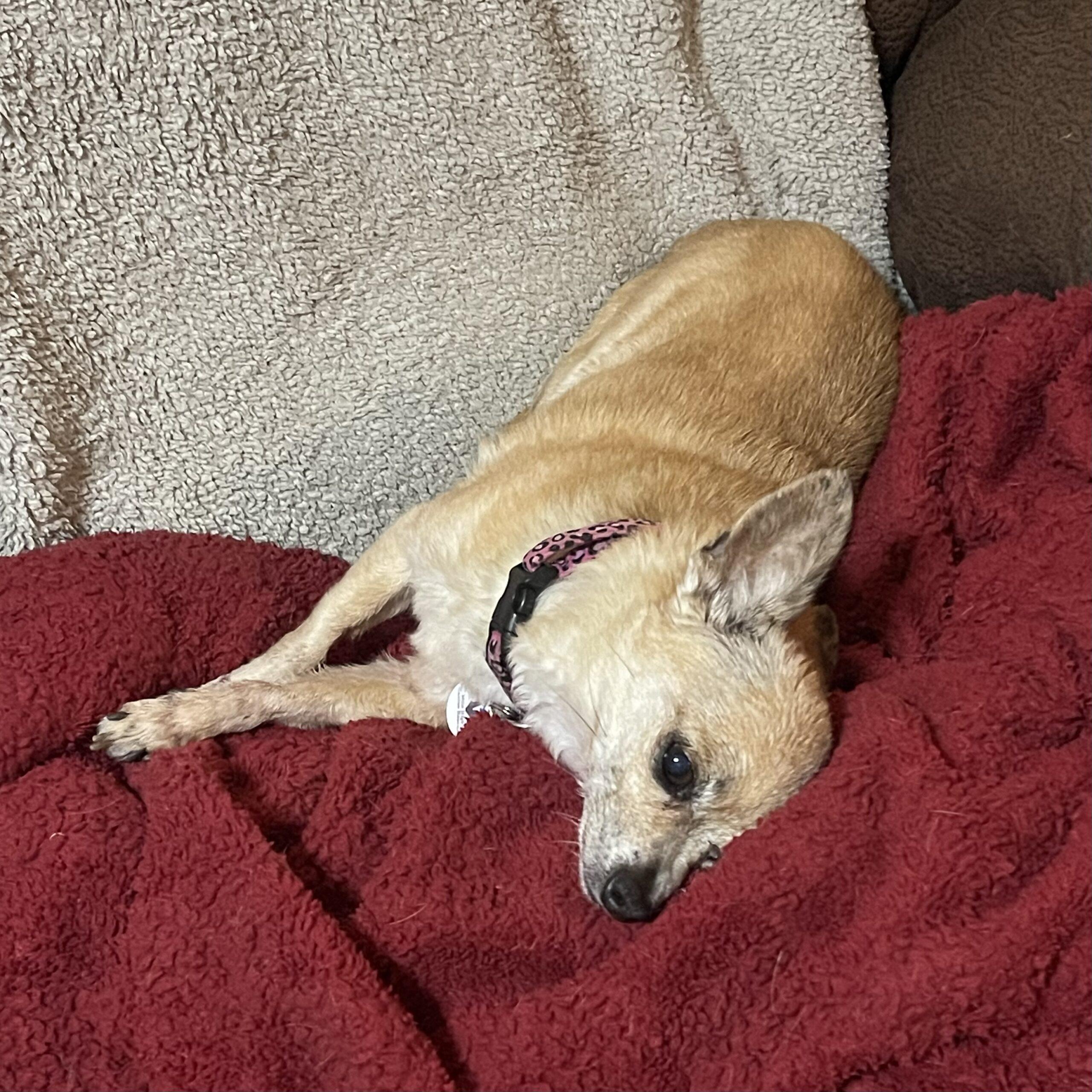 Little bit, a ADOPTABLE mixed breed in Mead, CO image 6/6
