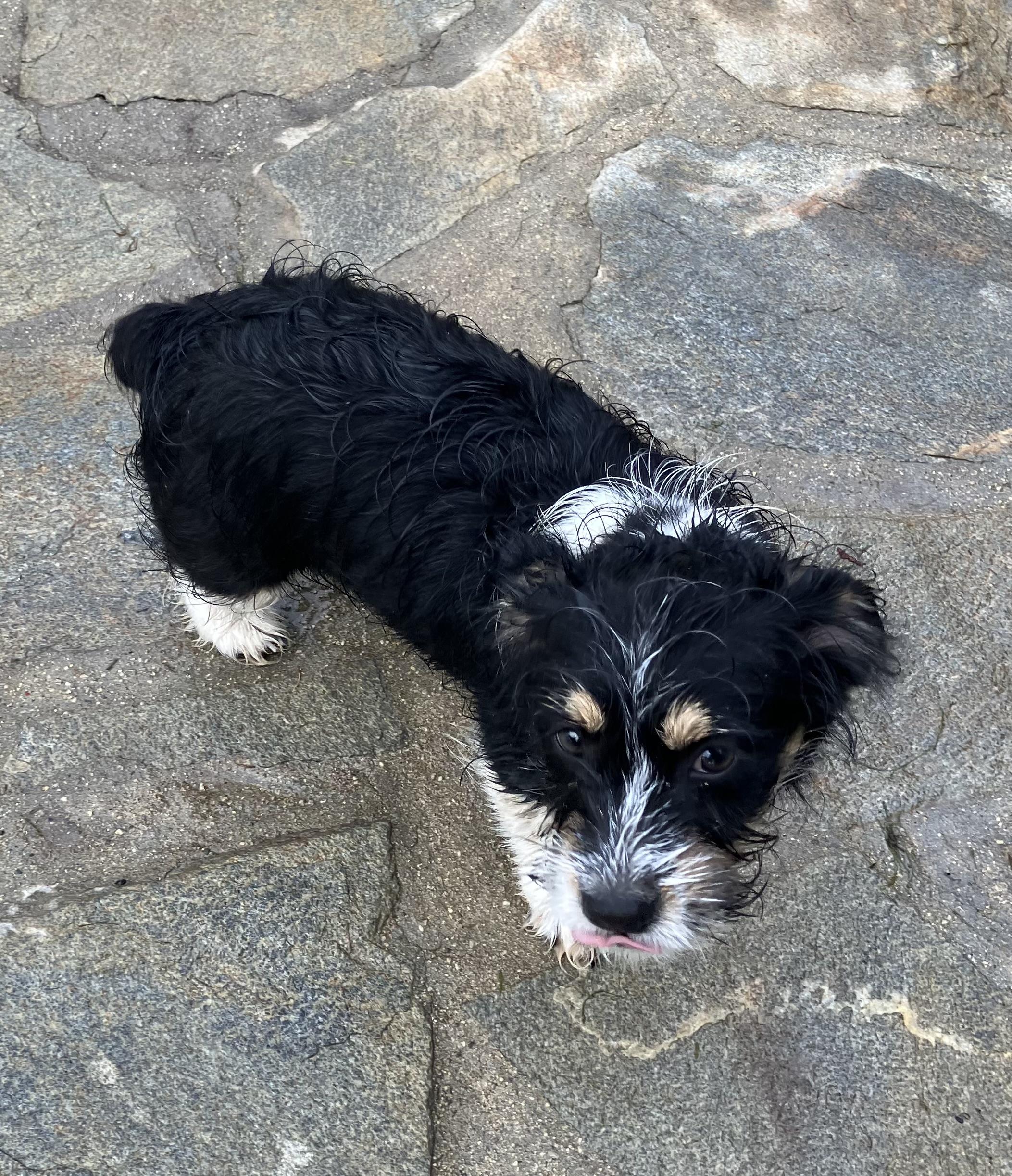Manny, adopted, Puppy Male Corgi & Terrier.