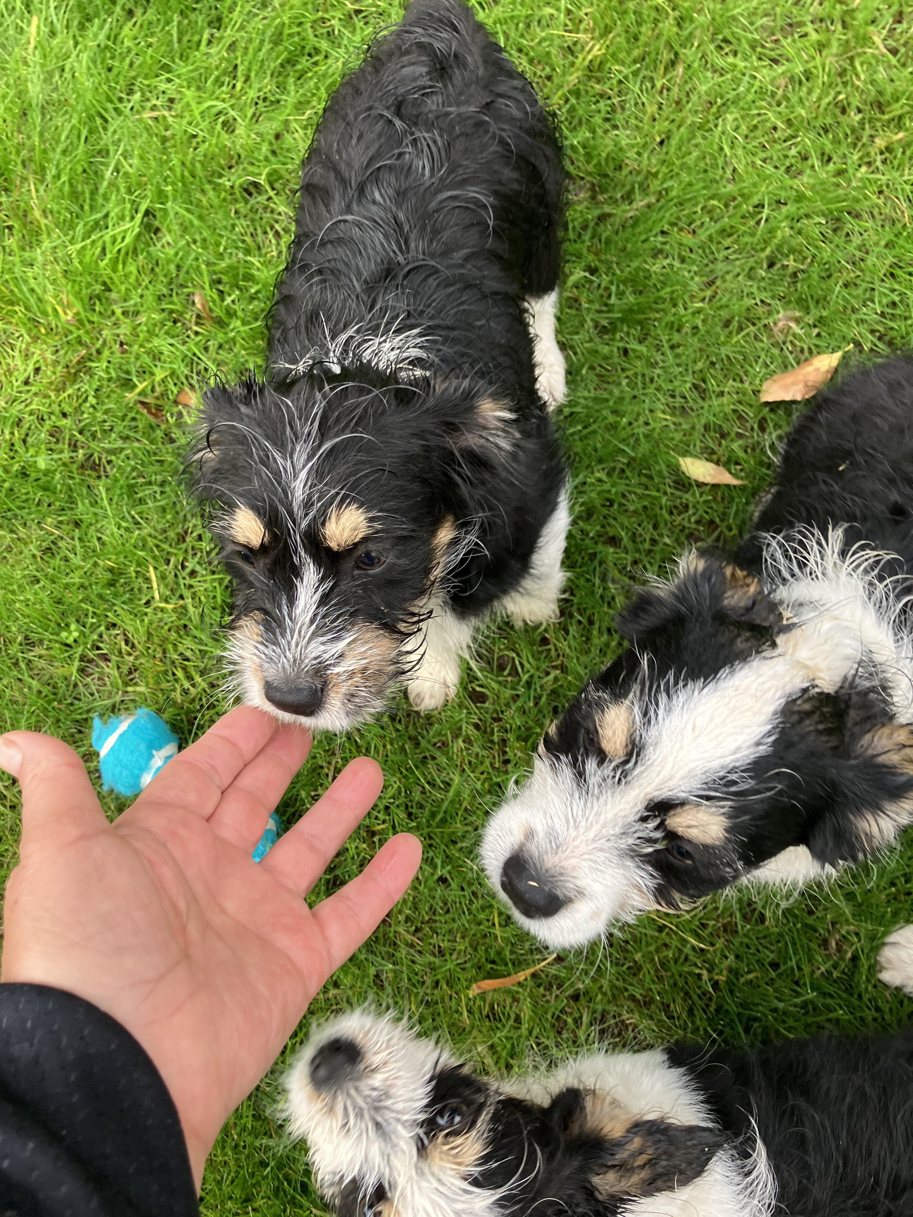 Enlarge Manny, an adopted mixed breed in Beaverton, OR image 2/2