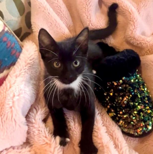 Teddy “Theodore” Logan, a Adopted Domestic Short Hair in Thornton, CO image 1/6