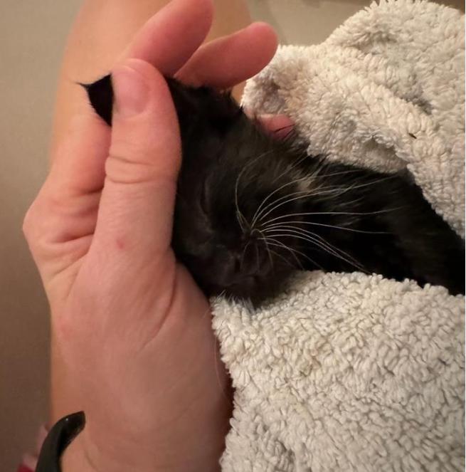 Teddy “Theodore” Logan, a Adopted Domestic Short Hair in Thornton, CO image 6/6