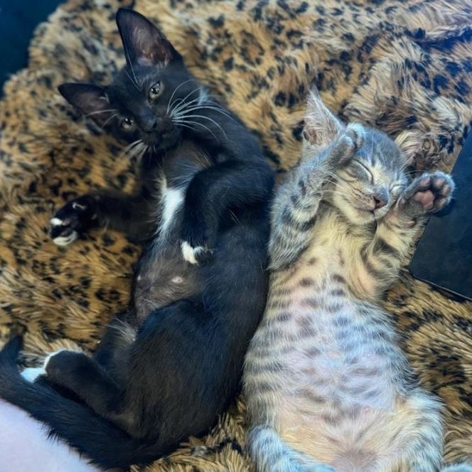 Teddy “Theodore” Logan, a Adopted Domestic Short Hair in Thornton, CO image 5/6