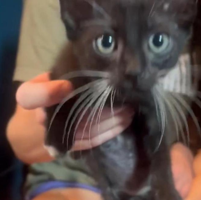 Teddy “Theodore” Logan, a Adopted Domestic Short Hair in Thornton, CO image 4/6