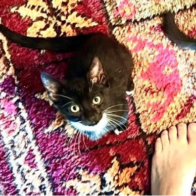 Teddy “Theodore” Logan, a Adopted Domestic Short Hair in Thornton, CO image 2/6