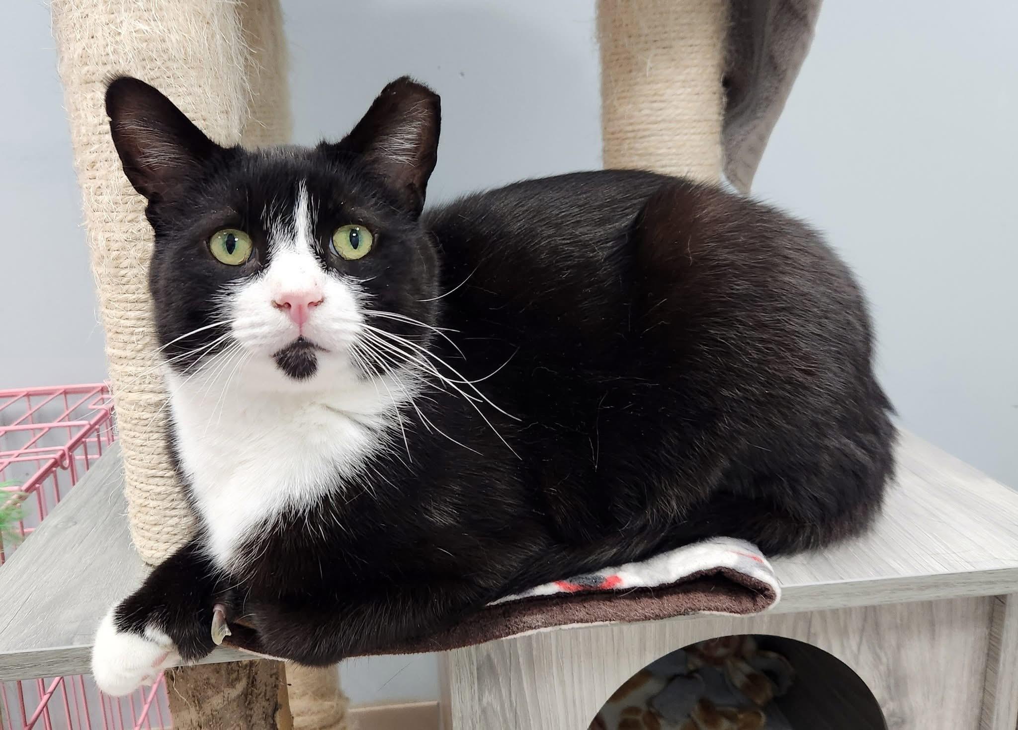 Compton, Adult Male Domestic Short Hair