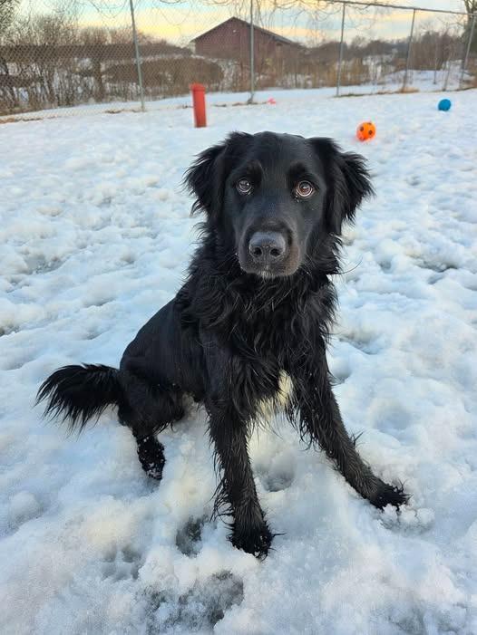 Enlarge Anderson, a Adopted Retriever in Sprakers, NY image 1/1