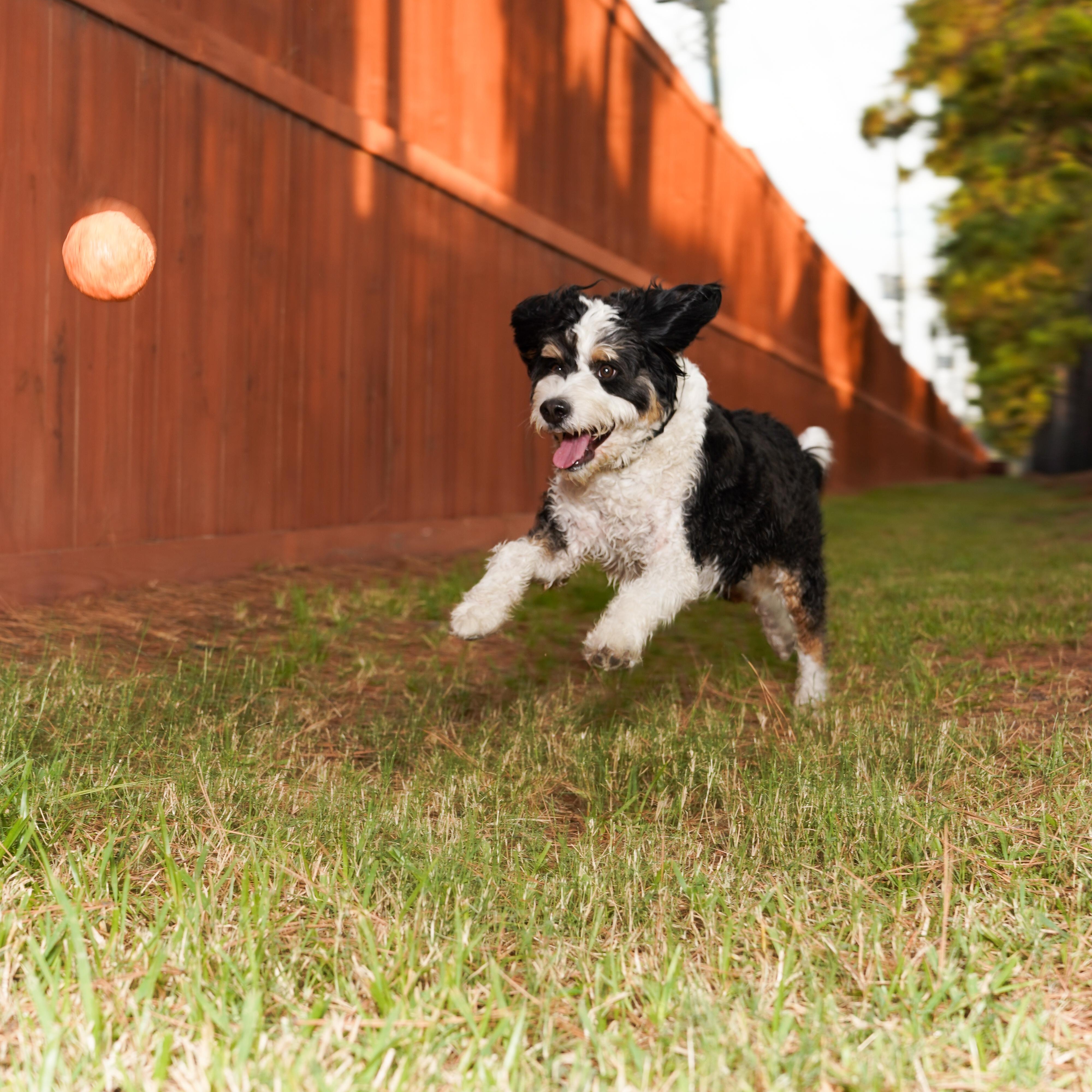 Enlarge BANJO-TEXAS, a Adoptable Bernedoodle in Houston, TX image 5/6