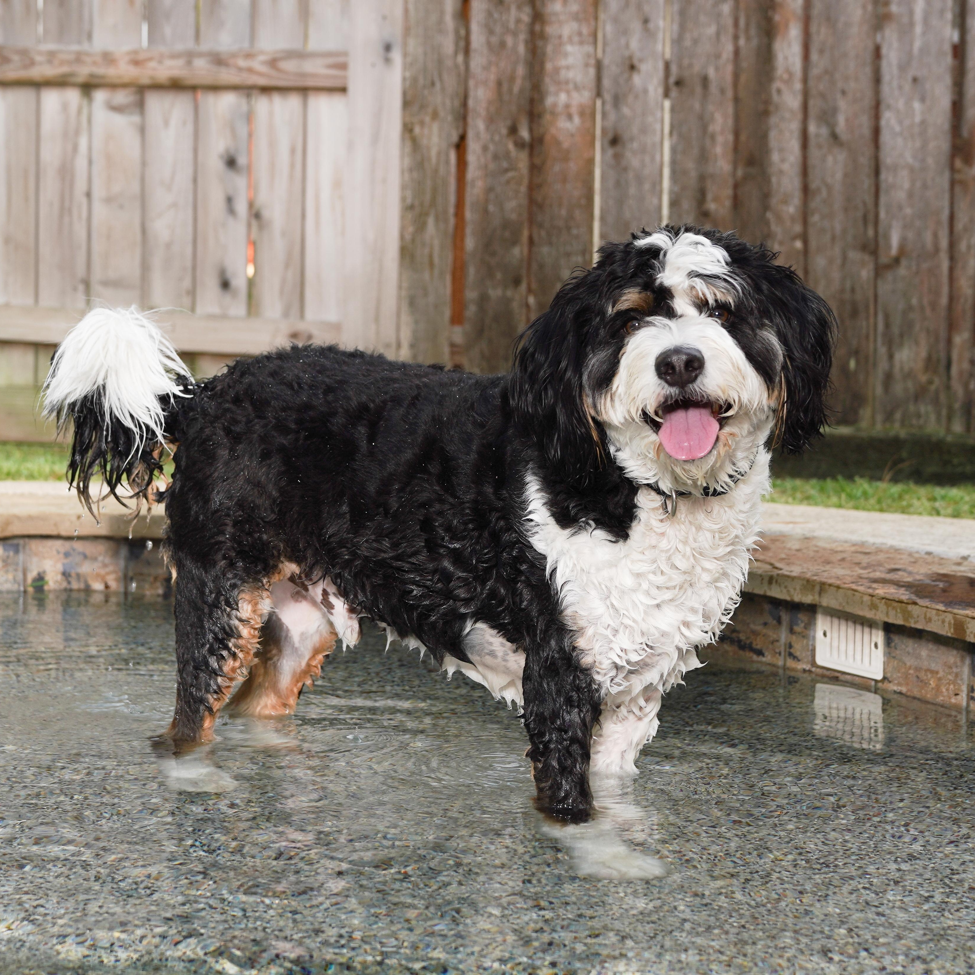 Enlarge BANJO-TEXAS, a Adoptable Bernedoodle in Houston, TX image 4/6
