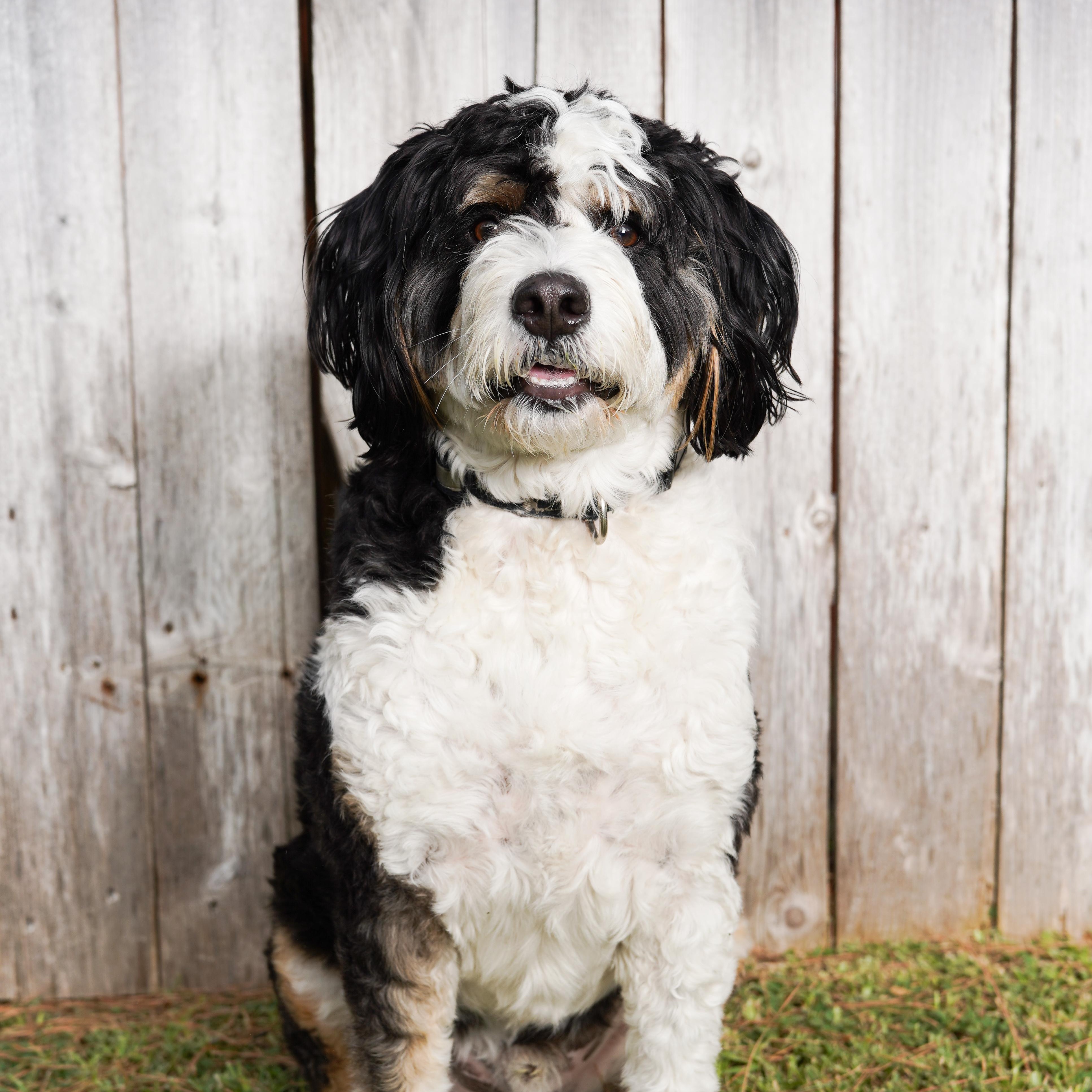 Enlarge BANJO-TEXAS, a Adoptable Bernedoodle in Houston, TX image 3/6