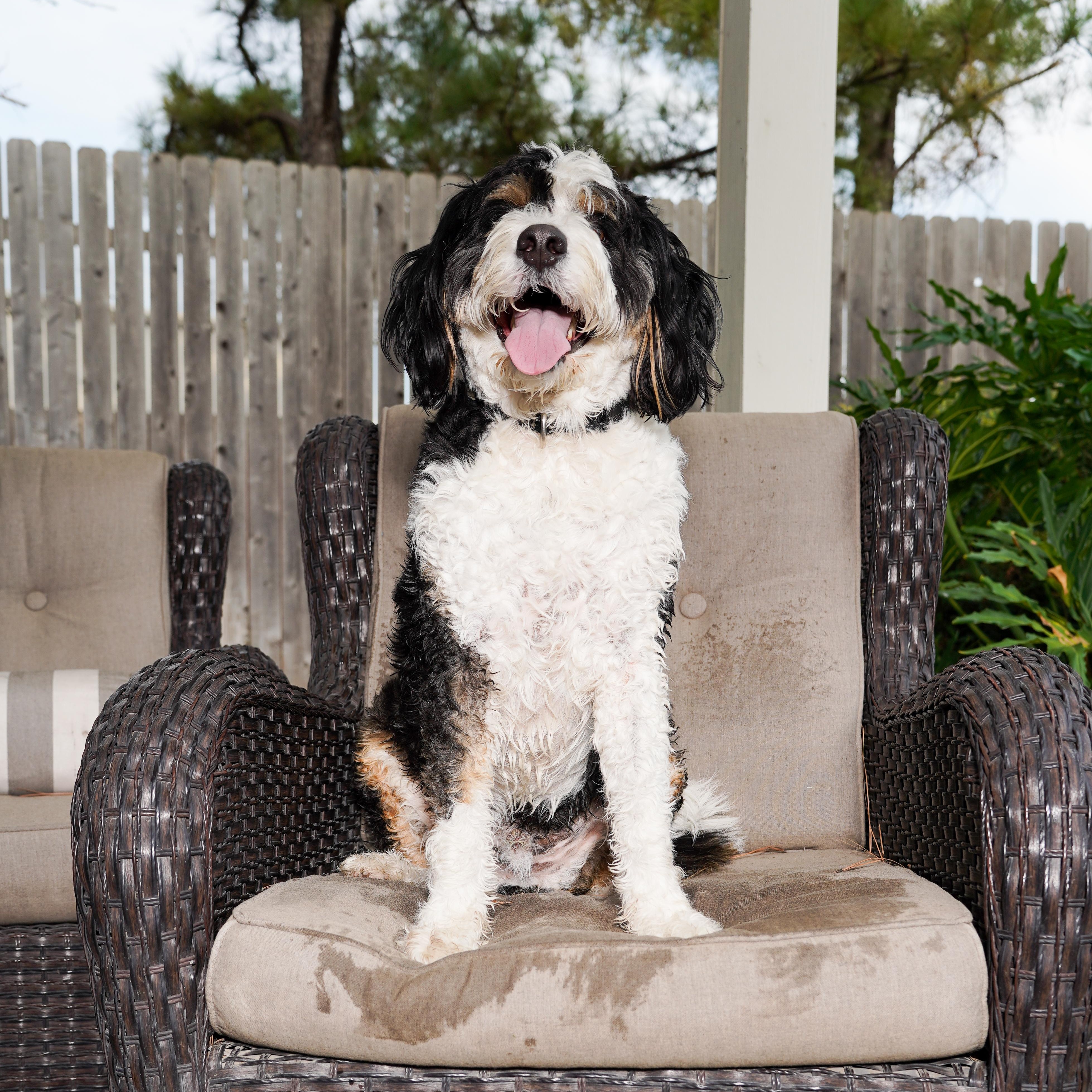 BANJO-TEXAS, Adoptable, Adult Male Bernedoodle.