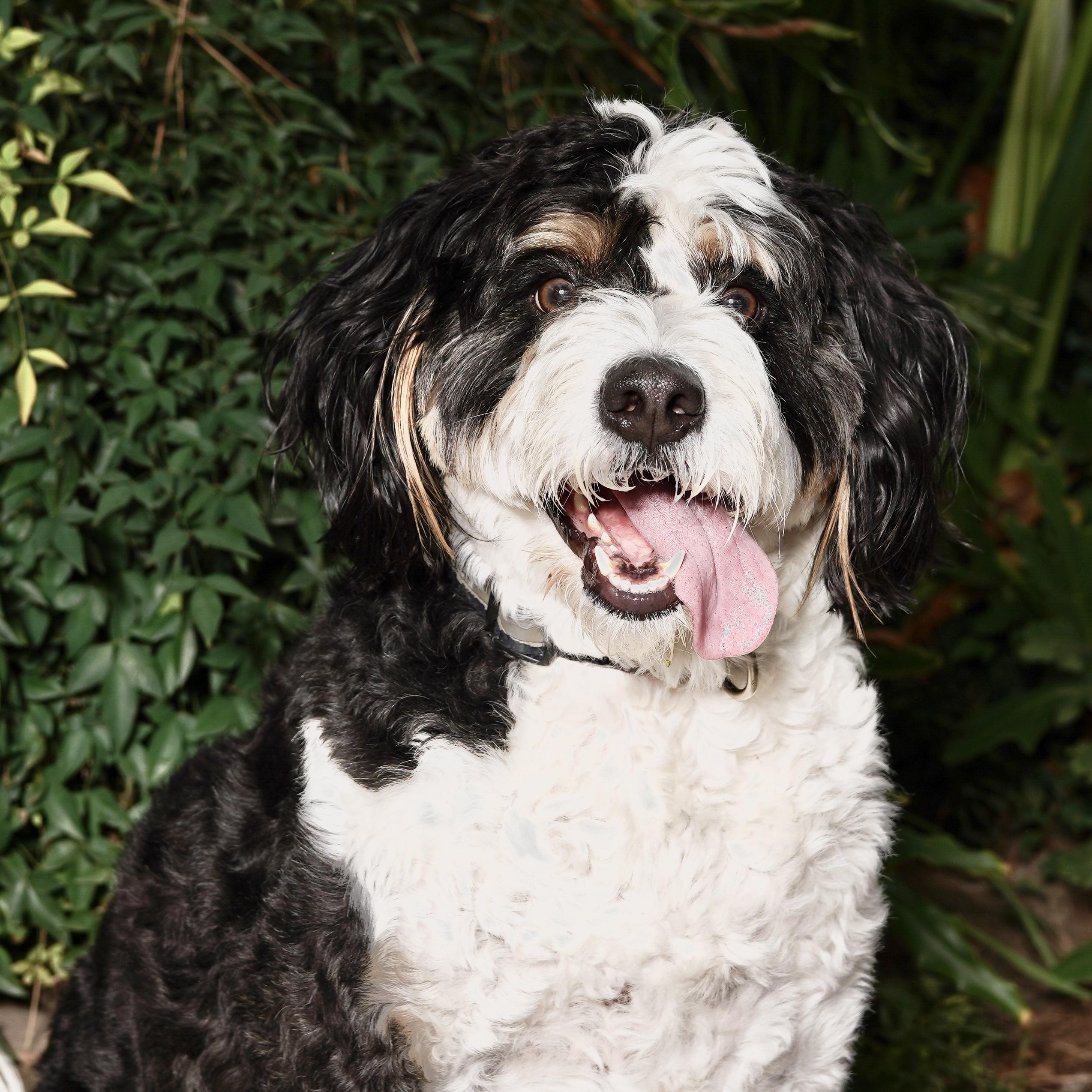 Enlarge BANJO-TEXAS, a Adoptable Bernedoodle in Houston, TX image 2/6