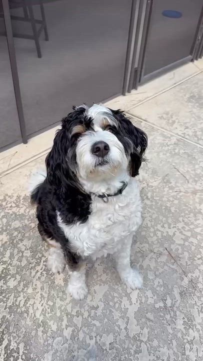 Enlarge BANJO-TEXAS, a Adoptable Bernedoodle in Houston, TX video 6/6